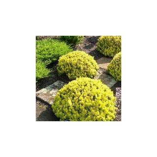 Berberis thunbergii 'Goldalita' – Japán borbolya