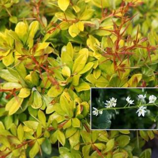 Berberis thunbergii 'Golden Dream'® – Sárga levelű törpe japán borbolya