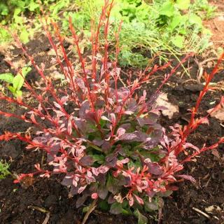 Berberis thunbergii 'Pink Attraction' – Japán borbolya