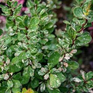 Berberis thunbergii 'Pow Wow' – Japán borbolya