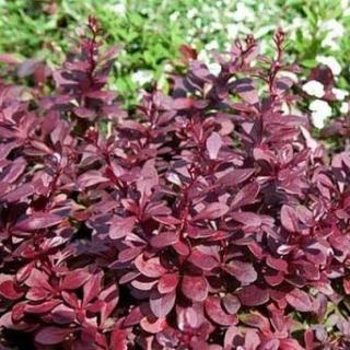 Berberis thunbergii 'Red Chief' – Japán borbolya