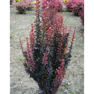 Berberis thunbergii 'Red Pillar' - Oszlopos japán borbolya