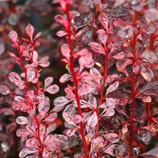 Berberis thunbergii 'Rosy Rocket' – Oszlopos japán borbolya