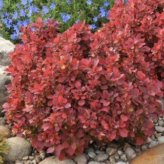 Berberis thunbergii 'Ruby Star' – Japán borbolya