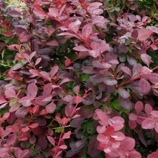 Berberis x ottawensis 'Auricoma' – Vérborbolya