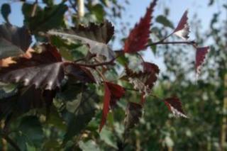 Betula pendula 'Royal Frost' – Bordó levelű nyír