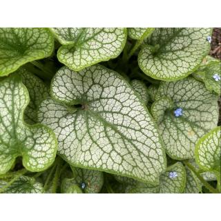 Brunnera macrophylla 'Alexander's Great' – Kaukázusi nefelejcs