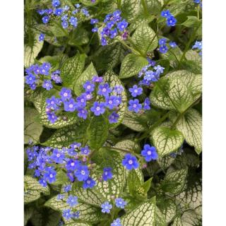 Brunnera macrophylla 'Sea Heart' – Kaukázusi nefelejcs