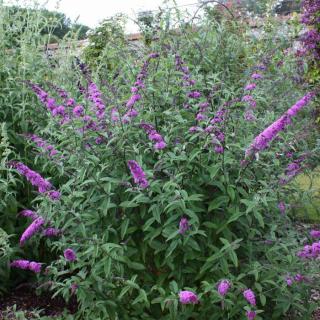 Buddleia davidii 'Border Beauty' – Nyáriorgona