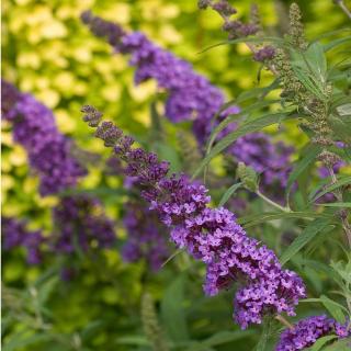 Buddleia davidii 'Peacock'® - Rózsaszín nagyvirágú nyáriorgona