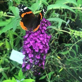 Buddleia davidii 'Royal Red'- Bíborlila nyáriorgona