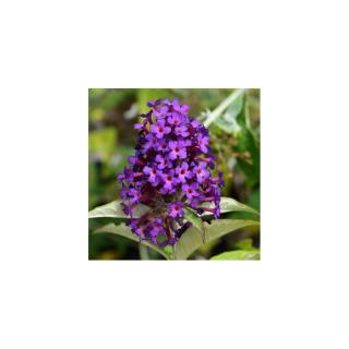 Buddleia 'Dreaming Purple'® - Törpe, csüngő ágú nyáriorgona