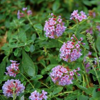 Buddleia flutterby T. 'Peace'® - Rózsaszín virágú alacsony nyáriorgona