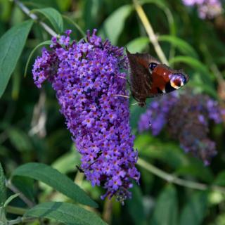 Buddleia 'SUMMER BIRD Blue'® – Nyáriorgona