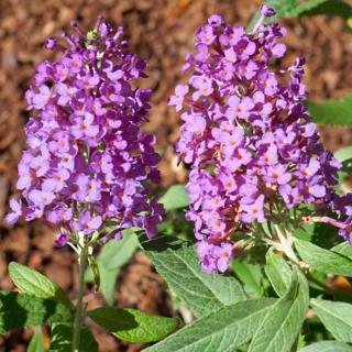 Buddleia 'SUMMER BIRD Violet'® – Nyáriorgona