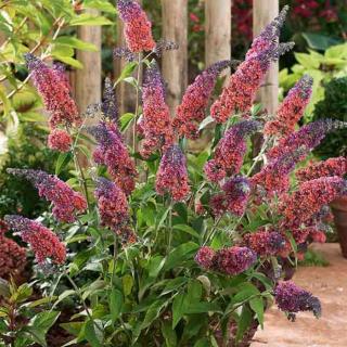 Buddleia x weyeriana 'Flower Power'® - Nyáriorgona