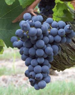 'Cabernet Franc' vörös borszőlő