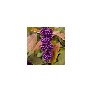 Callicarpa bodinieri 'Imperial Pearl' – Kínai lilabogyó