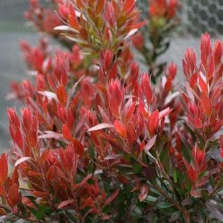 Callistemon 'Red Rocket'® – Kefevirág