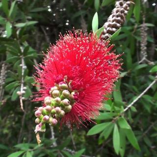 Callistemon rigidus – Kefevirág