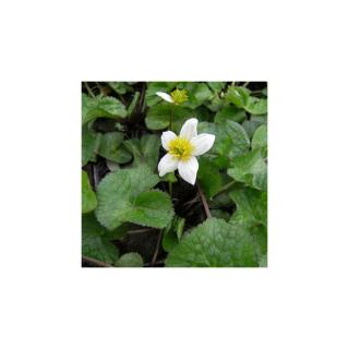 Caltha palustris 'Alba' – Mocsári gólyahír