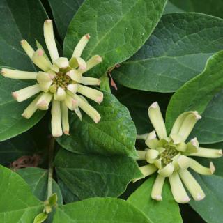 Calycanthus floridus 'Athens' – Illatos fűszercserje