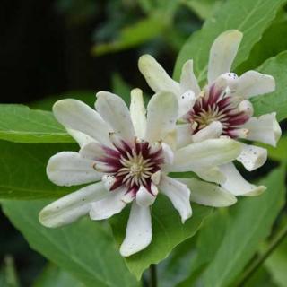 Calycanthus 'Venus' – Illatos fűszercserje