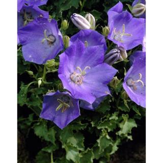 Campanula carpatica 'Blue Clips' - Kárpáti harangvirág (sötét kék)