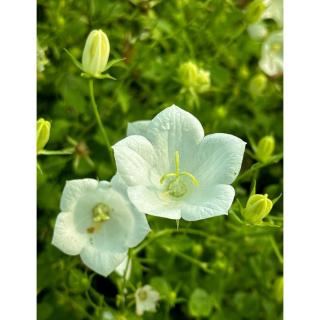 Campanula carpatica 'White Uniform' – Kárpáti harangvirág