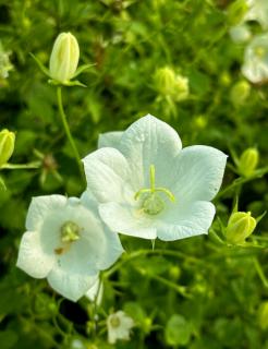 Campanula carpatica 'White Uniforme' – Kárpáti harangvirág