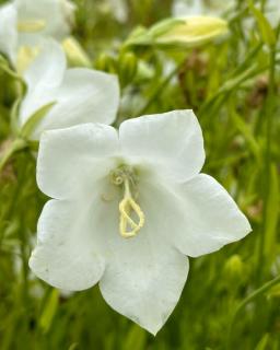 Campanula persicifolia 'Takion White' - Baracklevelű fehér harangvirág