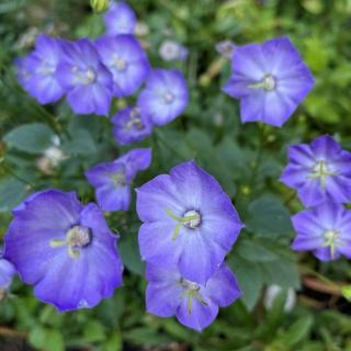 Campanula 'Samantha' – Harangvirág