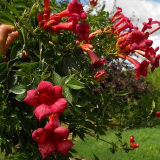 Campsis radicans 'Gábor' – Trombitafolyondár (sötétpiros)