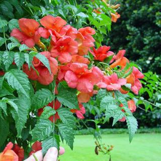 Campsis radicans 'Grandiflora' – Élénk narancs-piros virágú trombitafolyondár