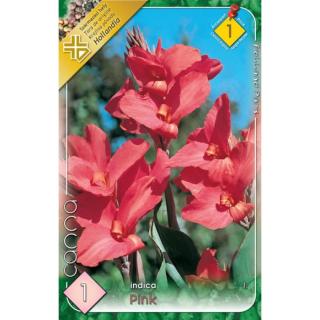 Canna indica - Kána (rózsaszín)