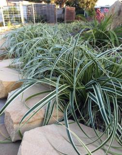 Carex 'Feather Falls' – Sás