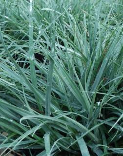 Carex flacca 'Blue Zinger' – Deres sás