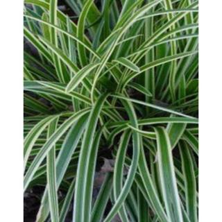 Carex morrowii 'Ice Dance' - Tarka sás