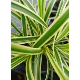 Carex morrowii 'Vanilla Ice' – Sás