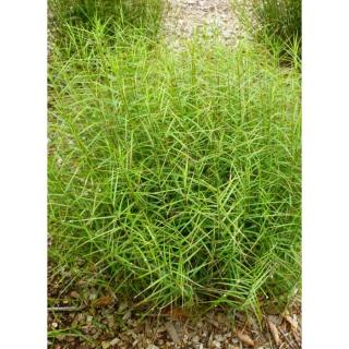 Carex muskingumensis 'Little Midge' - Pálmalevelű sás