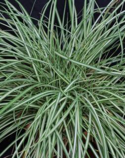 Carex ornithopoda 'Variegata' – Madárlábú sás