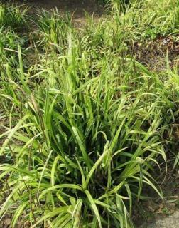 Carex pendula – Lecsüngő sás