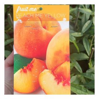 'Carla' törpe őszibarackfa (Fruit Me® 'Peach me Yellow'), öntermékeny