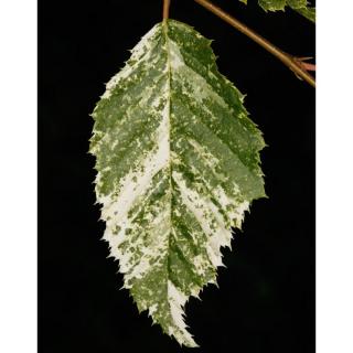 Carpinus betulus 'Foliis Argenteovariegatis Pendula' – Gyertyán