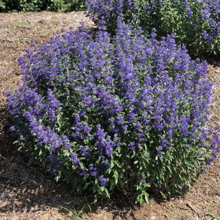 Caryopteris × clandonensis 'Beyond Midnight' – Angol kékszakáll