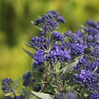 Caryopteris clandonensis 'Blauer Spatz'® – Angol kékszakáll