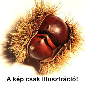 Castanea 'Iharosberényi 2' – Szelídgesztenye