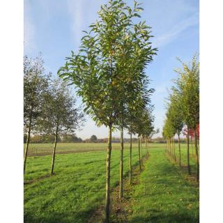 Castanea sativa 'Pyramidalis' – Szelídgesztenye