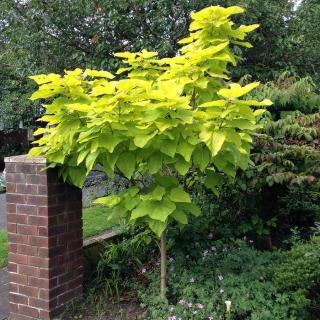 Catalpa bignonioides 'Aurea' – Arany lombú szivarfa