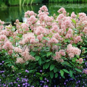 Ceanothus pallidus 'Marie Simon' – Táskavirág